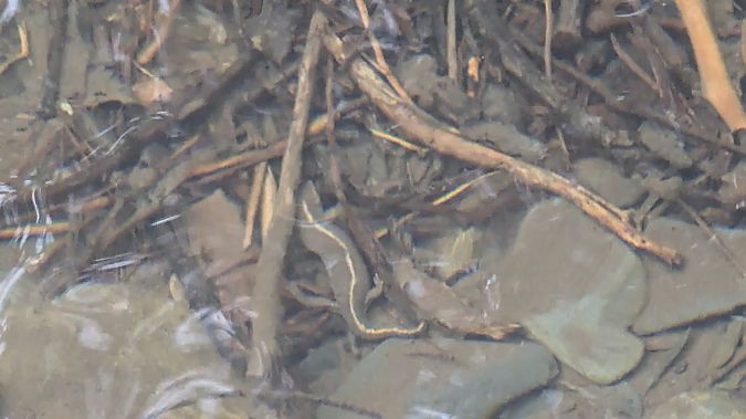 Tritó pirinenc  - Agents Rurals Alta Ribagorça