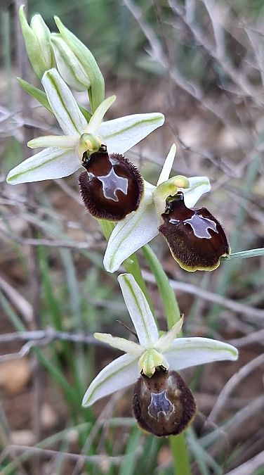 Ophrys occidentalis 