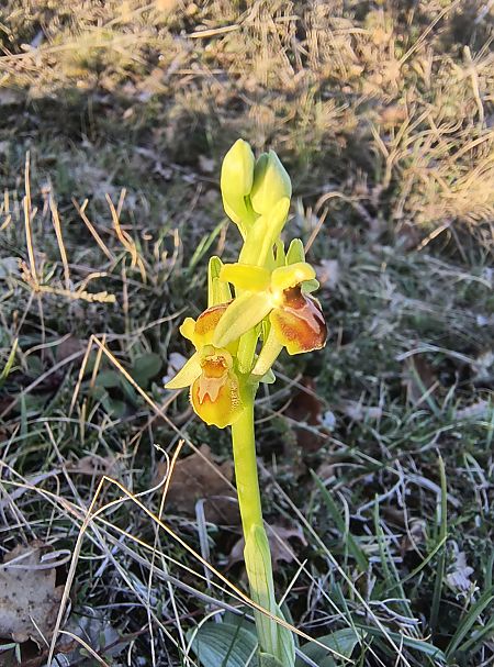 Ophrys litigiosa  - Pimprenelle Ducati