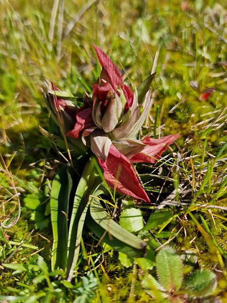 Serapias neglecta  - Diane Raibaut