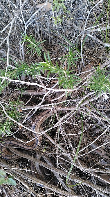 Serp blanca  - Eudald Pujol Buxó