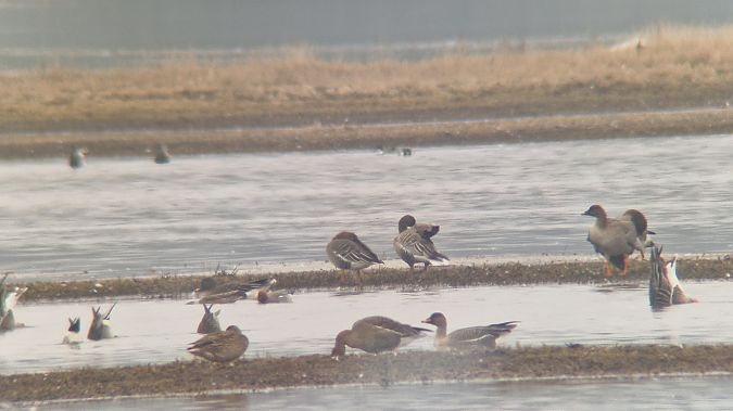 Kurzschnabelgans  - Hubert Mateuszczyk