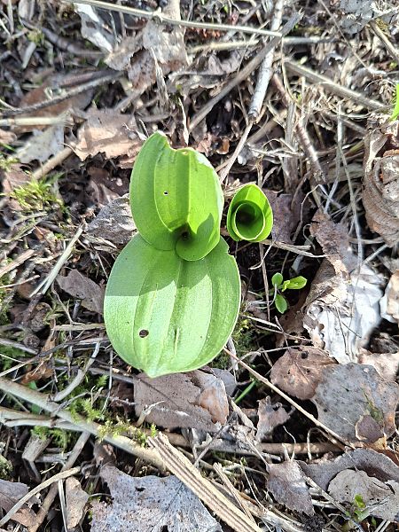 Neottia ovata  - Alain Fourmann
