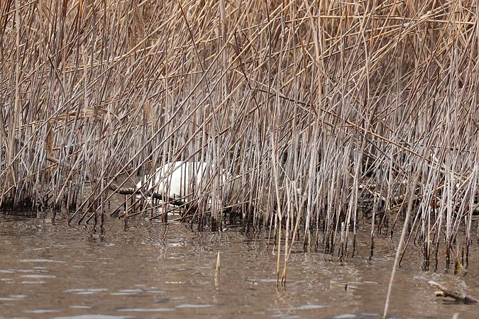Cigno reale  - Adelfina Aldrovandi