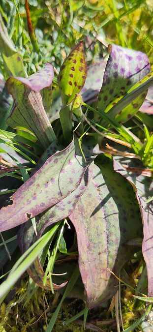 Anacamptis coriophora  - Laurence Gourdel
