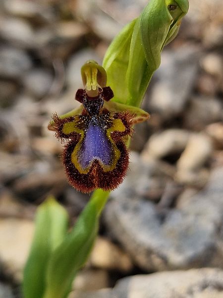 Ophrys speculum  - Diane Raibaut