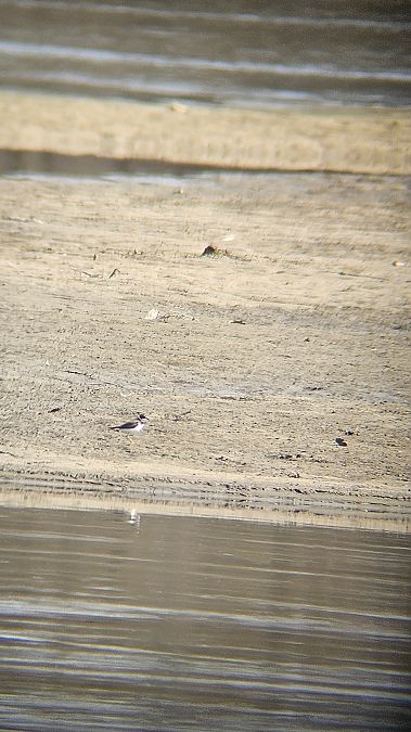 sieweczka rzeczna  - Anna Kamilewicz-Wicik