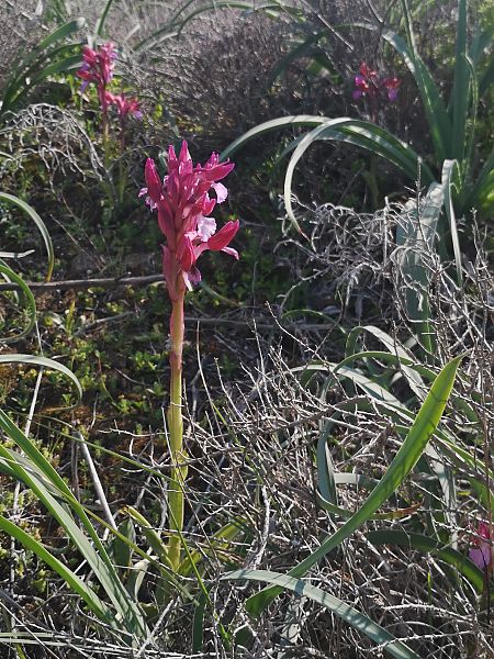 Anacamptis papilionacea  - Richard Fay