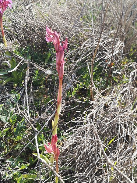 Anacamptis papilionacea  - Richard Fay