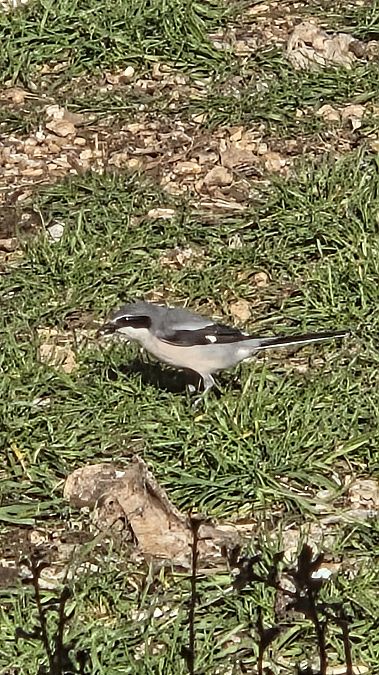 Botxí meridional  - Tià Dunyó