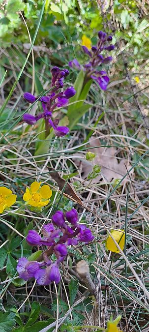Anacamptis morio  - Marc et M-Joëlle Silvestre