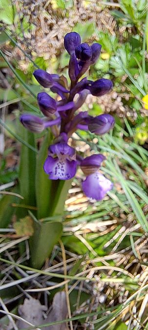 Anacamptis morio  - Marc et M-Joëlle Silvestre
