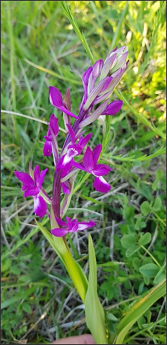 Anacamptis laxiflora  - Giuseppe Di Lieto