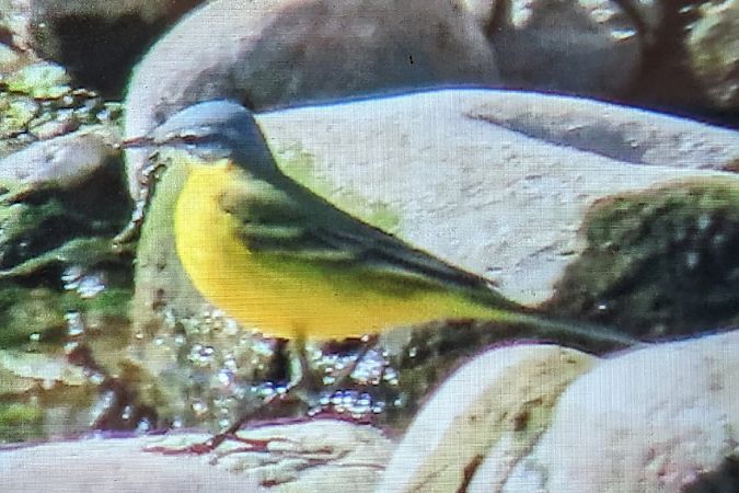 Cuereta groga alemanya  - Ferran Pujol