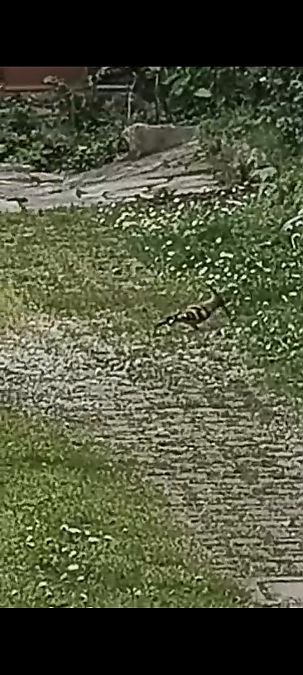 Upupa  - Daniele Zanutto