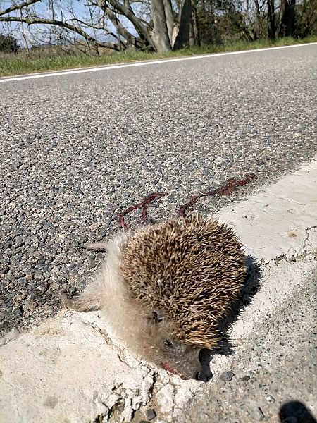 Eriçó comú, eriçó fosc  - Jordi Ponce