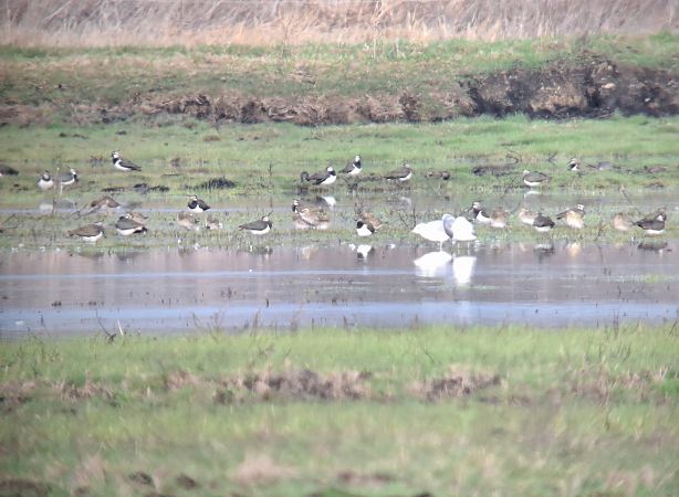 Pluvier doré  - Lukas Scheidl