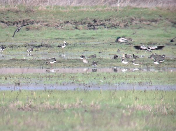 Pluvier doré  - Lukas Scheidl