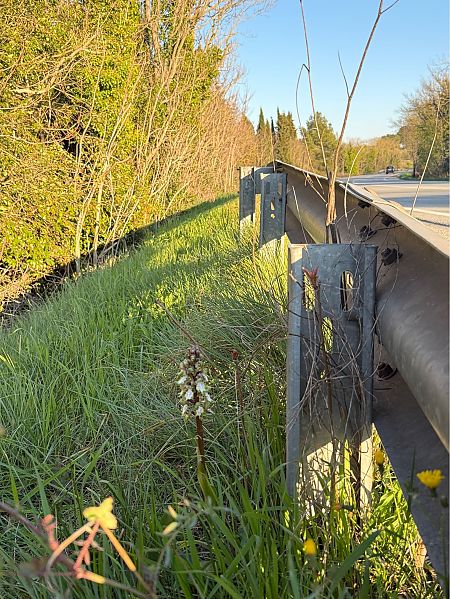 Himantoglossum robertianum  - Pep Sole