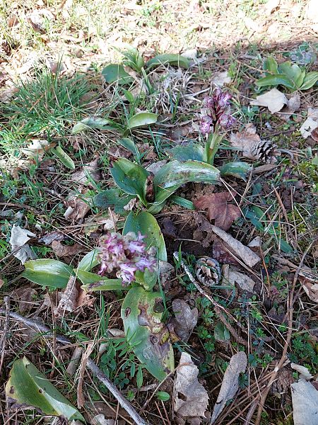 Himantoglossum robertianum  - Bernard Sonnerat