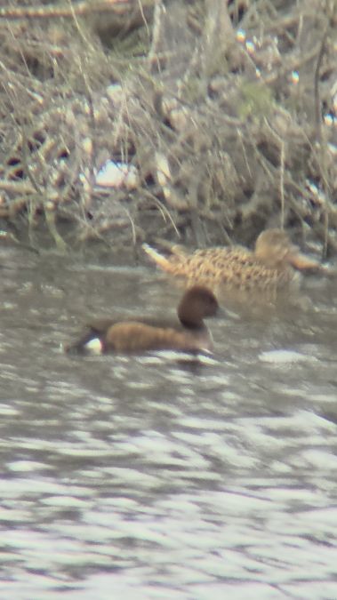 Morell xocolater  - Jordi Casanovas Puigjané