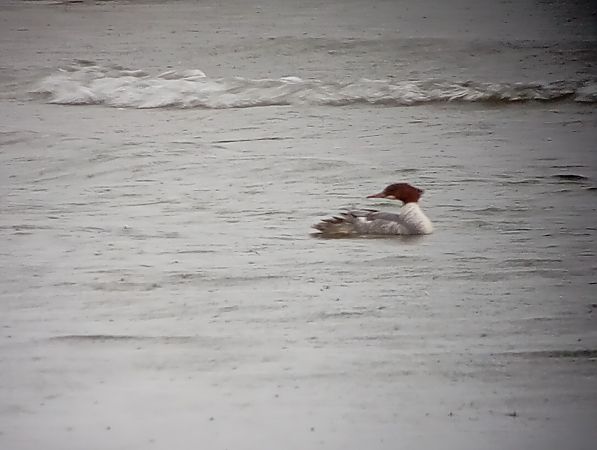 Bec de serra gros  - Joan Ventura