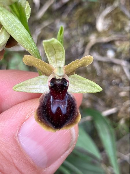 Ophrys exaltata subsp. marzuola  - Florent de Gasperis