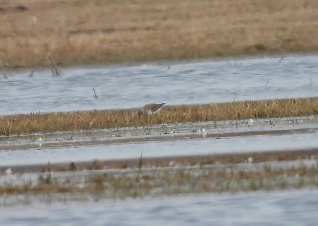 biegus zmienny  - Adrian Dudkiewicz