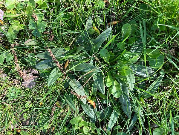 Ophrys sp.  - Florent de Gasperis