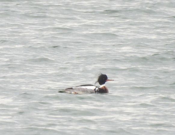 szlachar  - Natalia Gorczowska