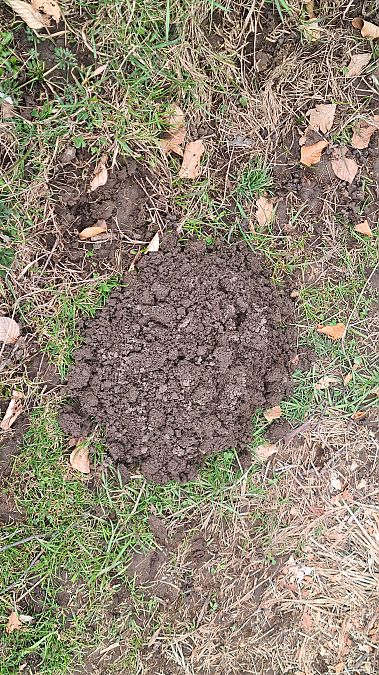 Talpa europea  - Fabrizio Florit (FVG)