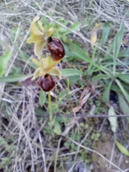Ophrys sp.  - Joan Ventura