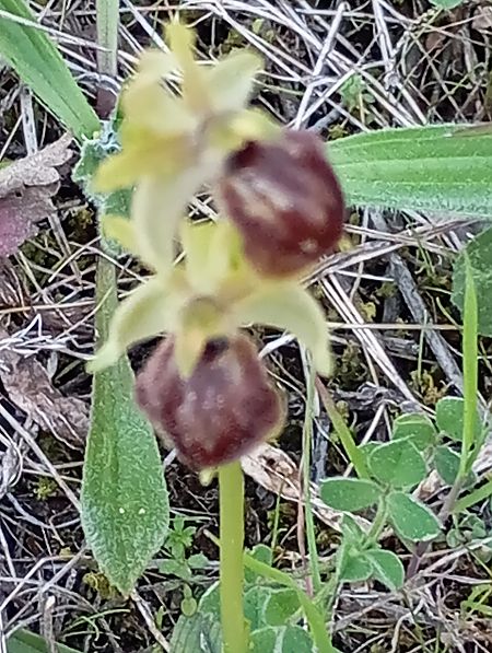 Ophrys sp.  - Joan Ventura