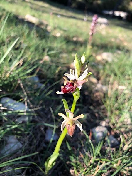 Ophrys arachnitiformis  - Marc Le Dorze