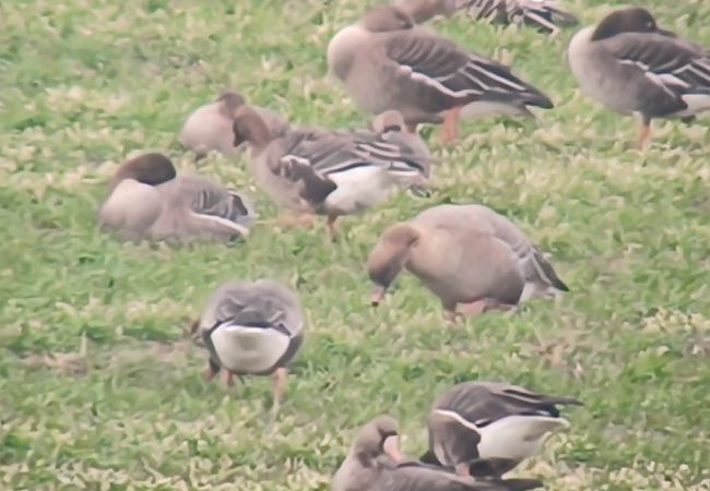 gęś krótkodzioba  - Michał Polakowski