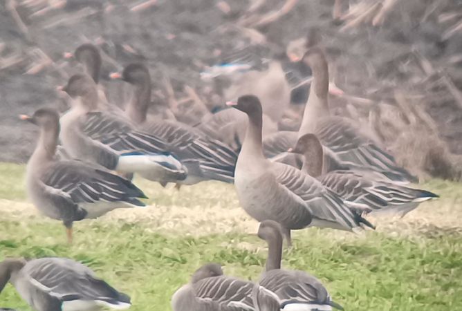 Kurzschnabelgans  - Michał Polakowski