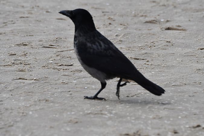 wrona (hybryd siwa x czarnowron)  - Karolina Stąpór