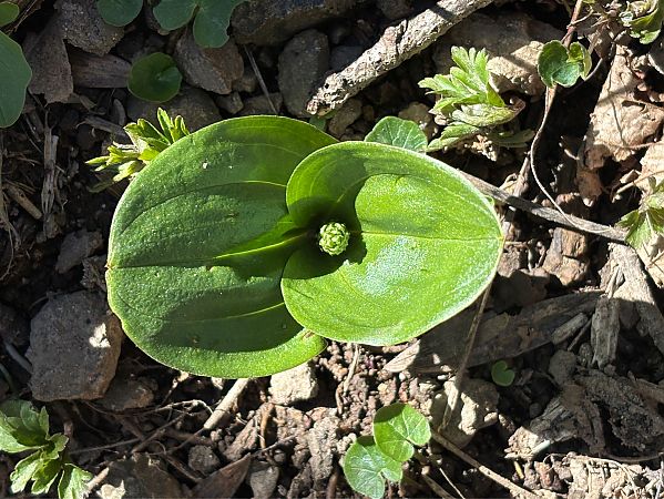 Neottia ovata  - Jean François Tisserand