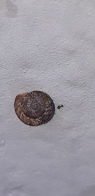 Xerotricha conspurcata  - Michele Cento