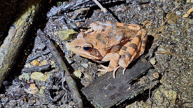 Rana dalmatina  - Renato Cottalasso