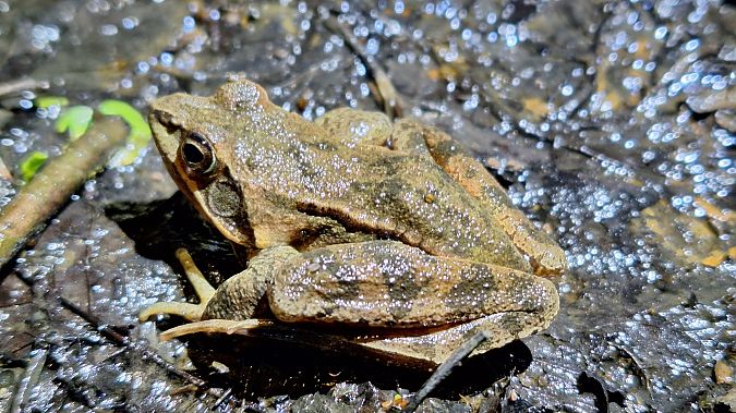 Rana dalmatina  - Renato Cottalasso
