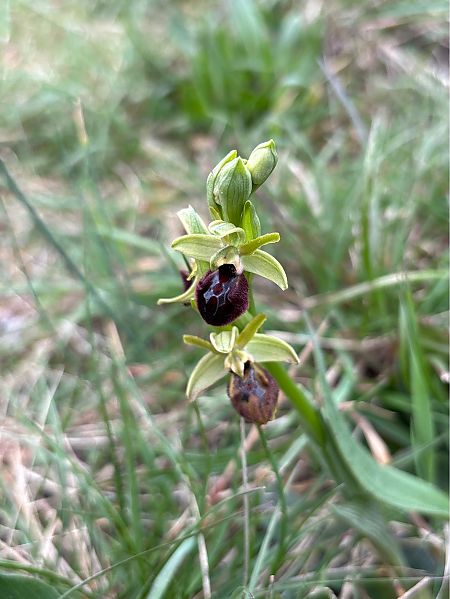 Ophrys occidentalis  - Jean François Tisserand