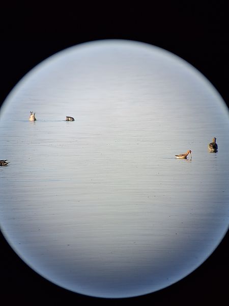Barge à queue noire  - Elena Ballenthien
