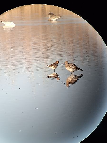 Barge à queue noire  - Elena Ballenthien