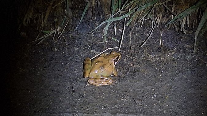 Rana dalmatina  - Renato Cottalasso