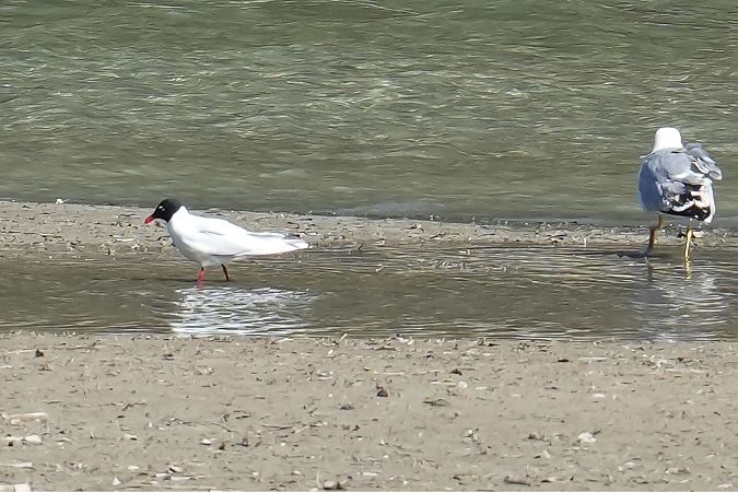 Gabbiano corallino  - Florian Gasser