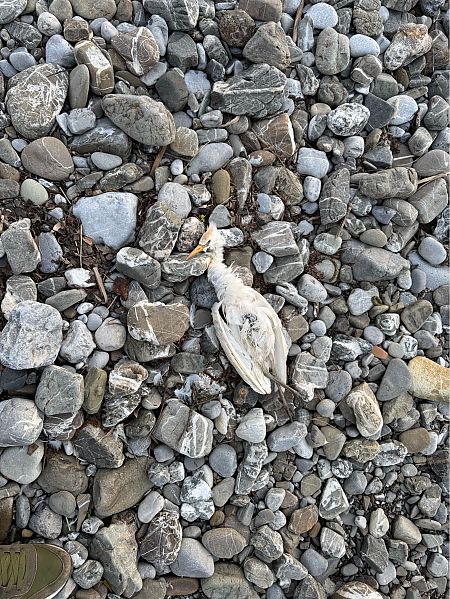 Airone guardabuoi  - Iudici Arnaldo