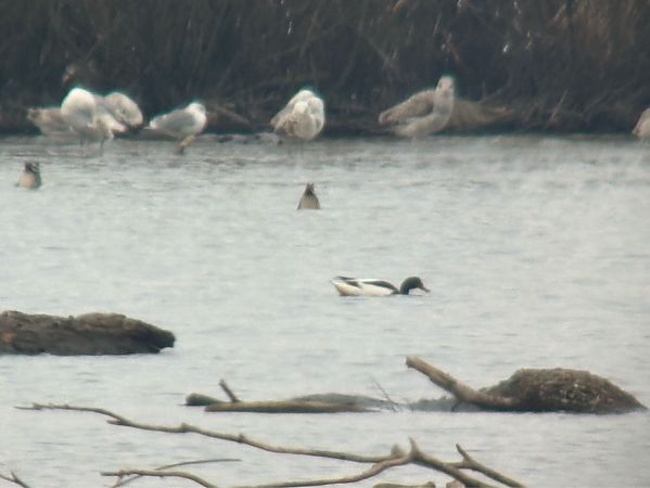 Brandgans  - Jan Król