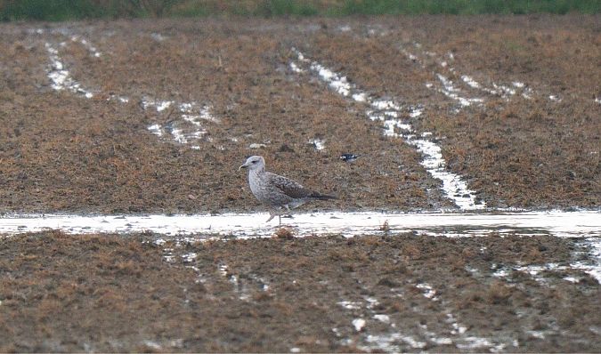 Cuereta blanca endolada  - Miguel Angel Fuentes