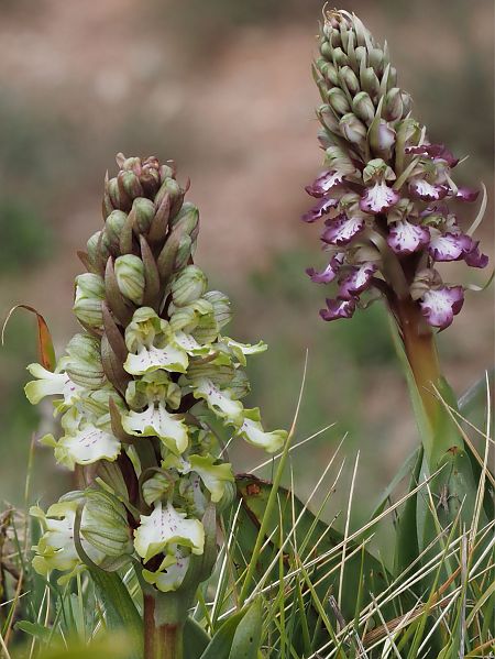 Himantoglossum robertianum  - Pep Sole